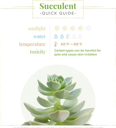 Printable Succulent Care